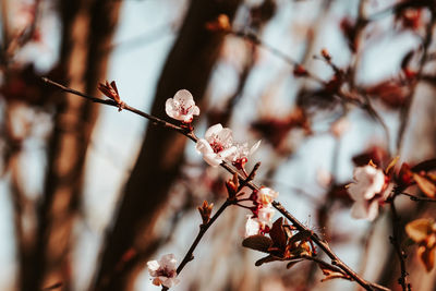 Close-up of cherry blossom on branch