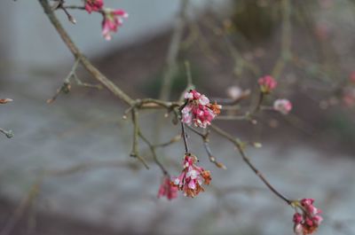 Close-up of pink blossom on tree