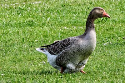 Close-up of duck on field