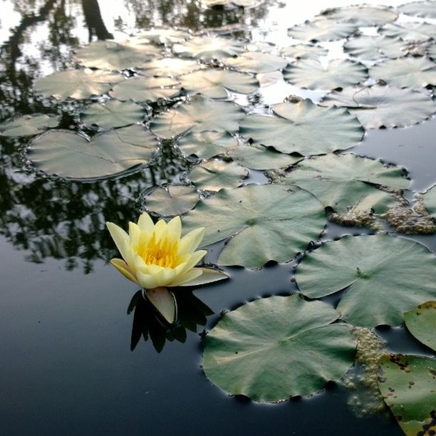 water, flower, water lily, floating on water, pond, leaf, petal, lake, reflection, fragility, freshness, lotus water lily, beauty in nature, flower head, nature, plant, growth, waterfront, lily pad, high angle view