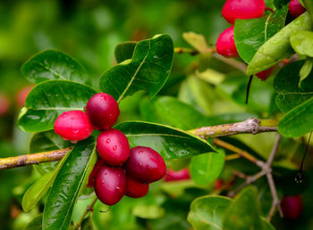 Close-up of red berries growing on tree