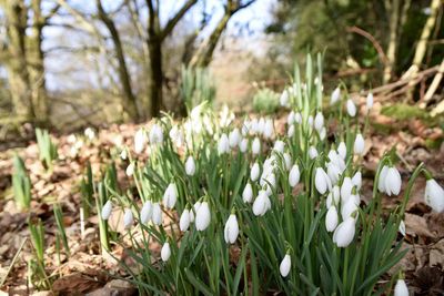 Close-up of flowers growing in field