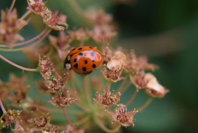 Close-up of butterfly on flower