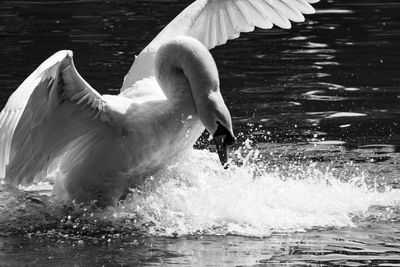 View of swan in lake