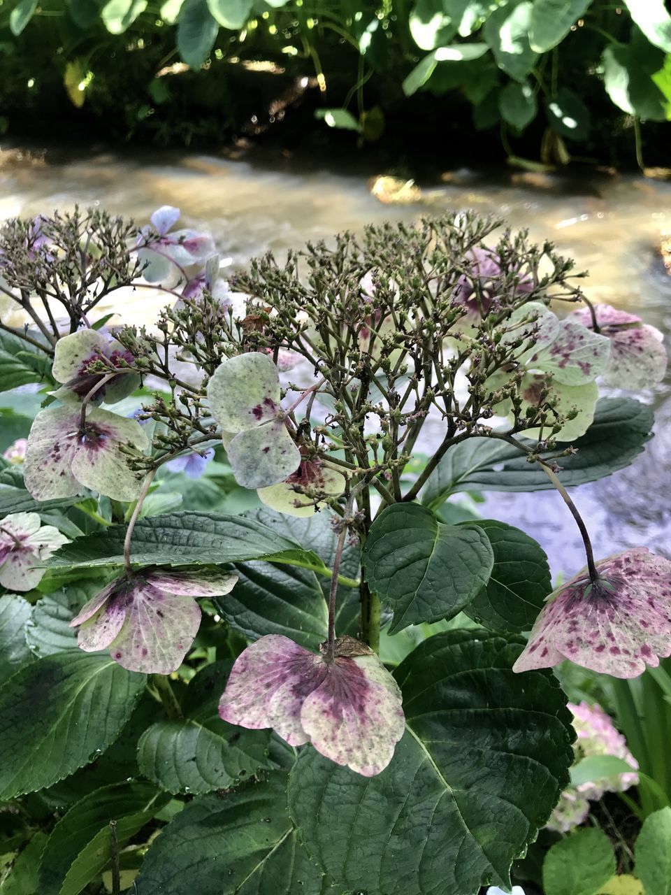 CLOSE-UP OF FRESH PINK FLOWERING PLANT