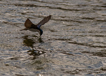 Bird flying over lake