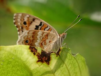 Close-up of butterfly on leaf