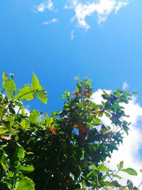 Low angle view of tree against blue sky