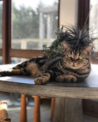 Portrait of cat resting on window