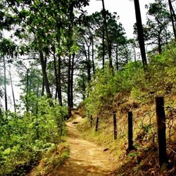 Pathway along trees in forest