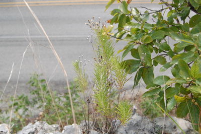 Close-up of plants growing on road