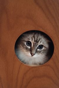 Close-up portrait of cat seen through hole