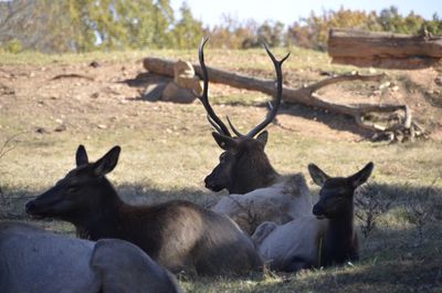 Deer on field