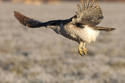 Close-up of bird flying