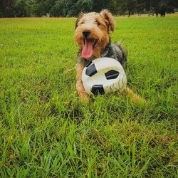 Dog with a soccer ball