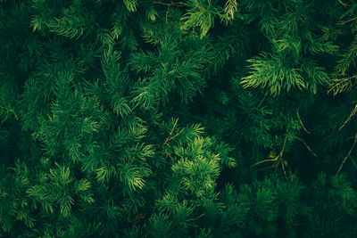 Full frame shot of pine tree