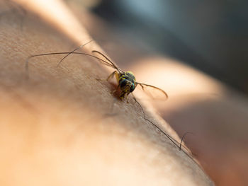 Close up shoot of bactrocera dorsalis, previously known as dacus dosalis