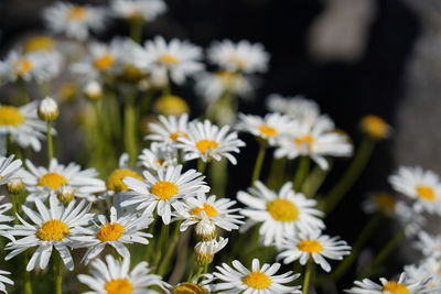 Close-up of white daisy flowers