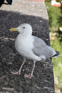 Close-up of seagull perching outdoors