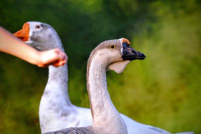 Cropped image of hand with geese