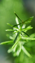 Close-up of fresh green plant