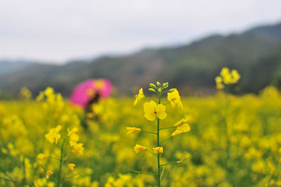 Close-up of yellow flowering plants on field