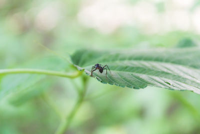 Close-up of insect on leaf