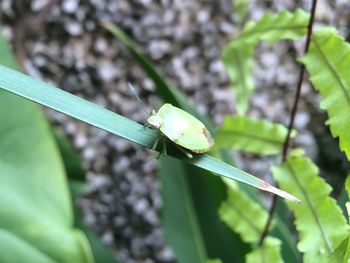 Close-up of grasshopper on leaf