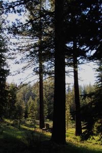 Pine trees in forest