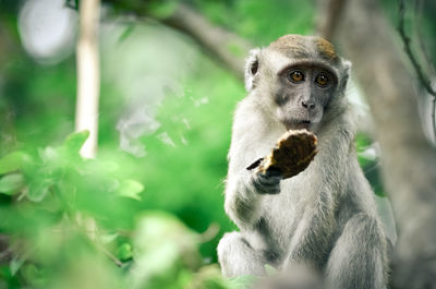 Monkey holding food while sitting on tree