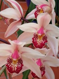 Close-up of pink flowers