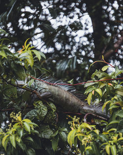 View of a lizard on tree