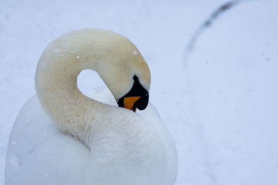 Close-up of swan swimming in water