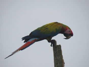 Bird perching on a tree