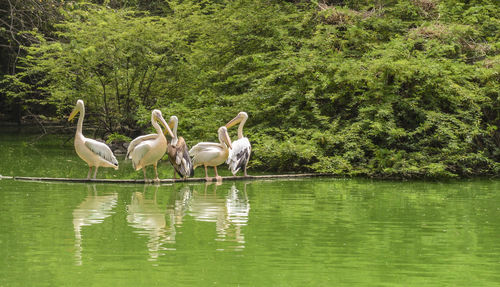 Swans in a lake