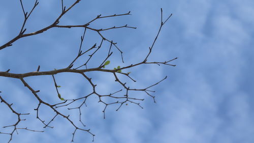 Low angle view of bare tree against sky