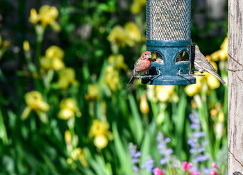 Close-up of bird perching on feeder