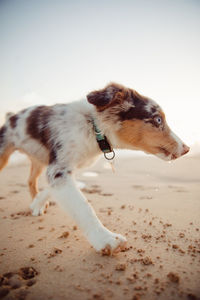 Dog lying on sand