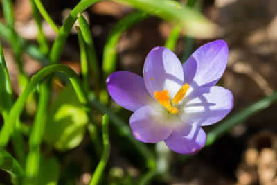 Close-up of purple crocus blooming outdoors