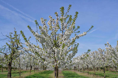 View of flowering trees on field against sky