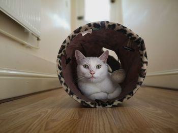 Portrait of a cat on hardwood floor