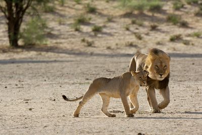 Lions on ground