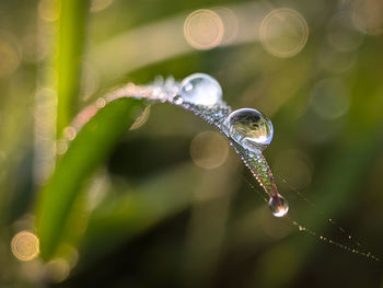 Clear and fresh dews