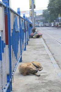 View of a dog sleeping