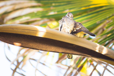 Low angle view of bird perching on palm tree branch