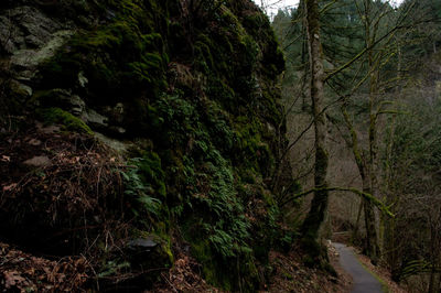 Plants and trees in forest