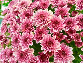 High angle view of pink flowering plants