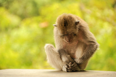 Close-up of monkey sitting outdoors