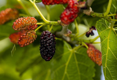 Close-up of mulberry fruit ont the tree