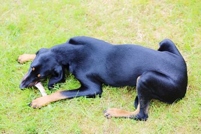 Close-up of black dog on field